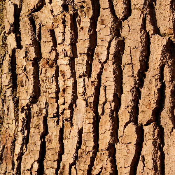 0.45% White Willow Bark (natural BHA)
